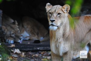 Das Alter tut ihrem würdevollen Auftritt keinen Abbruch. (Foto: Allwetterzoo Münster)