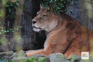 Löwin Zeta wird morgen 24 Jahre alt. (Foto: Allwetterzoo Münster)