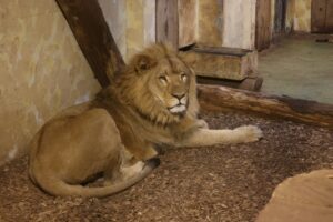 Kater Sulla zog eine Woche vor den Löwendamen ein. (Foto: Allwetterzoo)