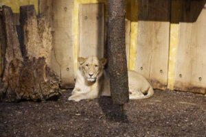 Verstärkung im Löwenrudel im Allwetterzoo Münster. (Foto: Allwetterzoo)