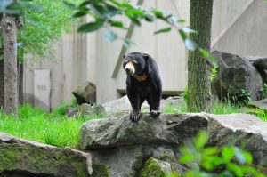 Im Allwetterzoo sind die Malaienbären ausgezogen. (Foto: 