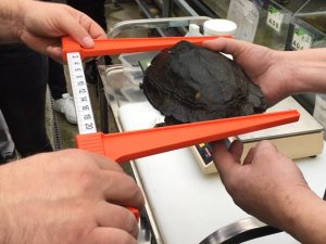 Hier wird eine Sulawesi Waldschildkröte vermessen. (Foto: Allwetterzoo Münster)