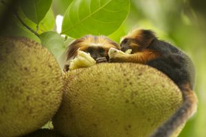 Auch in der multimedialen Greenpeace Fotoshow: Mähnenaeffchen im Atlantischen Regenwald. (Foto: Pressefoto)