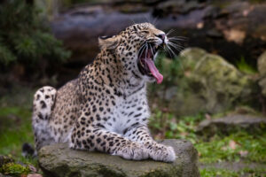 Nahla wurde am 23. August 2020 im Zoo Płock in Polen geboren. (Foto: Allwetterzoo)