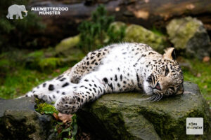 Mit der neuen Katze Nahla leben nun wieder zwei Persische Leoparden im Allwetterzoo Münster. (Foto: Allwetterzoo)