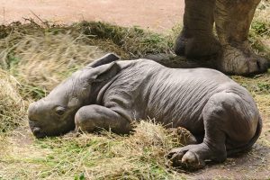 Nashorn-Nachwuchs Amiri kam am Samstag im Allwetterzoo zur Welt. (Foto: Allwetterzoo)