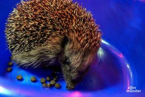 Pausensnack beim wöchentlichen Igel-Wiegen. (Foto: Iris Brandewiede)