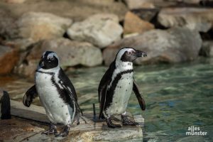 Der Allwetterzoo Münster lädt am kommenden Sonntag zum Welt-Pinguin-Tag ein (Foto: Stephan Günther)