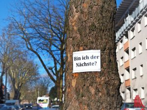 Für die Fernwärmearbeiten am östlichen Innenstadt-Ring sollen voraussichtlich nur drei weitere Bäume gefällt werden. (Archivbild: Tessa-Viola Kloep)