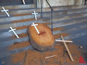 Eine Baumscheibe der gefällten Platanen als Symbol. (Foto: tvk)