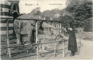 Postkartengruß aus dem Zoologischen Garten: Ein Besucher füttert die Elefantendame „August“ vor dem Elefantenhaus.