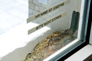 Die Amselmutter „Josefine“ brütet auf einer Fensterbank in der Raphaelsklinik. (Foto: Raphaelsklinik)