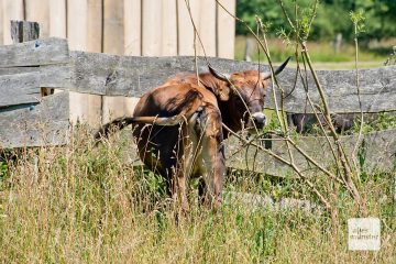 Auch diese Heckrinder fühlen sich in der Landschaft der Rieselfelder wohl. (Foto: Michael Bührke)