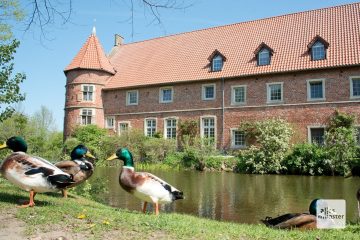 Auf der Gräfte von Haus Vögeding leben zahlreiche Enten und Gänse. (Foto: Michael Bührke)