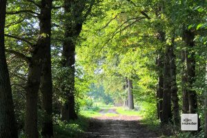 Der Große Lodden ist eines der schönsten Waldgebiete Münsters (Foto: Michael Bührke)