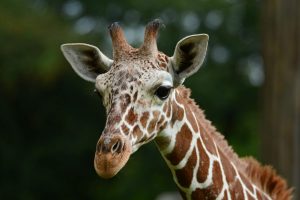 Giraffenbulle Rocky zieht um! (Foto: Allwetterzoo)