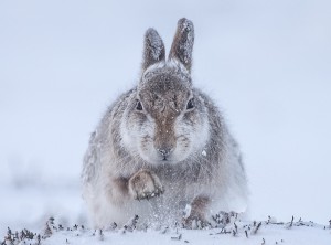 Ein (Oster-)Hasenfoto aus der aktuellen Ausstellung „Wildlife Photographer of the Year“. (Foto: Rosamund Macfarlane/Wildlife Photographer of the Year 2015)