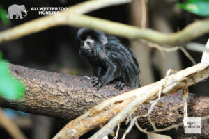 Pichico ist der erste Springtamarin-Nachwuchs von Noctus und Luna im Allwetterzoo. Der natürliche Lebensraum dieser Affenart wird durch den Abbau von Gold immer mehr zerstört. (Foto: Allwetterzoo Münster) 