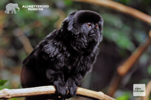 Springtamarin im Allwetterzoo. (Foto: Allwetterzoo Münster)