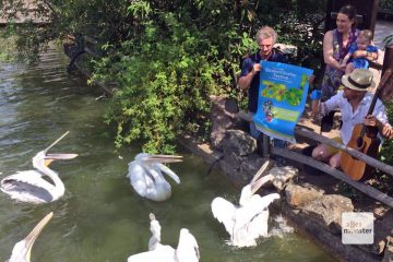 Zumindest die Pelikane scheinen sich bereits auf das Festival zu freuen, vielleicht liegt es aber auch an den Fischen, die ihnen Nici Lebel und das Duo Ooton zuwerfen. (Foto: Zookünstler)