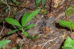 Suchbild mit Igel. (Foto: Iris Brandewiede)