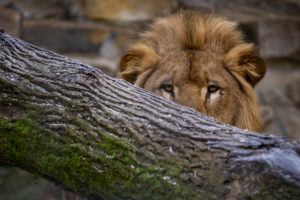 Mit Löwenkater Sulla war das Rudel im Allwetterzoo wieder komplett. (Foto: Arlinghaus / Allwetterzoo)