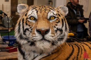 Tiger Rasputin wird als Präparat weiterleben. (Foto: sg)