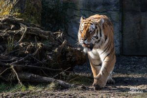 Nachdem Nely eingeschläfert werden musste, ist Fedor der letzte Tiger im Allwetterzoo. (Foto: Stephan Günther)