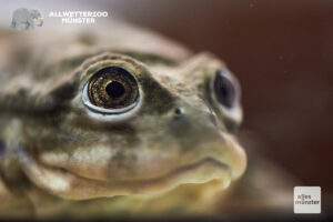 Der Titicaca-Riesenfrosch macht seinem Namen alle Ehre. Er gehört mit einer Kopf-Rumpf-Länge von mehr als 20 cm zu den größten Arten unter den Froschlurchen. (Foto: Phillina Zuther / LWL-Medienzentrum für Westfalen)