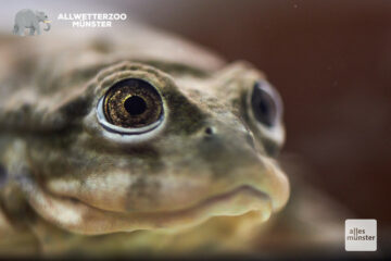 Der Titicaca-Riesenfrosch macht seinem Namen alle Ehre. Er gehört mit einer Kopf-Rumpf-Länge von mehr als 20 cm zu den größten Arten unter den Froschlurchen, auch wenn er nicht die Ausmaße des westafrikanischen Goliathfrosches erreicht. (Foto: Allwetterzoo Münster)