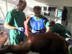 Dr. Thomas Fortmann und Prof. Dr. Walter Stummer bereiten die Operation an Borneo-Orang-Utan-Dame Sari im Allwetterzoo Münster vor. (Foto: Pressefoto)