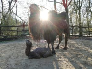 Das junge Trampeltier mit Mutter an der frischen Luft. (Foto: Allwetterzoo)