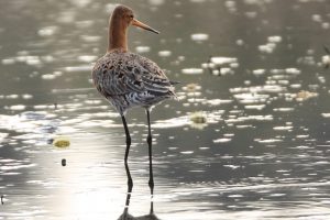 Eine Uferschnepfe im Flachwasser der Rieselfelder. (Foto: Thomas Sauter)