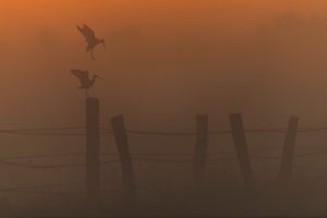 Uferschnepfenbalz. Uferschnepfen sind vor allem in der ersten Aprilhälfte sowie im Juni und Juli in den Rieselfeldern zu beobachten. (Foto: Olaf Niepagenkemper)