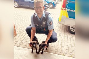 Die Polizei konnte insgesamt drei Hundewelpen befreien. (Foto: Polizei Münster)