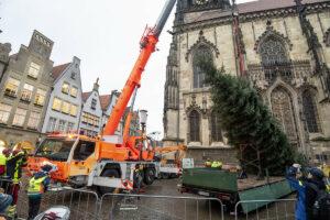 Mit Hilfe des Krans der Feuerwehr Münster wurde die Weihnachtstanne aufgerichtet. (Foto: Michael Bührke)