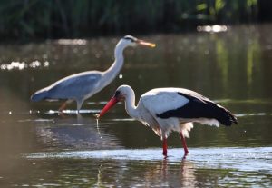 Auch Weißstörche und Graureiher holen sich regelmäßig kleine Fische aus den Bewässerungsteichen in den Rieselfeldern. (Foto: Michaela Stenz).