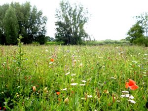 Die Wildblumenwiese zwischen Mendelstraße und Kinderbach ist mehr als ein Hingucker. Sie ist notwendiger Lebensraum für Insekten und heimische Wildpflanzen. 2,2 Hektar solcher Wiesen hat die Stadt im Frühjahr ausgesät. (Foto: Stadt Münster)