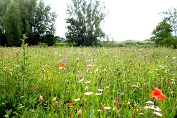 Die Wildblumenwiese zwischen Mendelstraße und Kinderbach ist mehr als ein Hingucker. Sie ist notwendiger Lebensraum für Insekten und heimische Wildpflanzen. 2,2 Hektar solcher Wiesen hat die Stadt im Frühjahr ausgesät. (Foto: Stadt Münster)