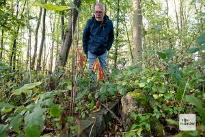 Dr. Wilhelm Bauhus entdeckt zwischen Gestrüpp die Überreste des Kriegsgefangenenlagers "Haus Spital" (Foto: Bührke)