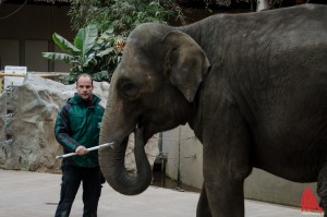 Revierleiter Michael Adler mit der der trächtigen Elefantenkuh. (Foto: th)