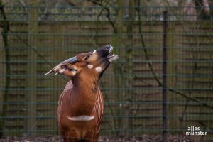 Die Eintrittskarten-Auktion für den ersten Öffnungstag ist bereits beendet. Aber für Zoobesuche ab Dienstag kann sich nun jeder Tickets reservieren. (Archivbild: Stephan Günther)