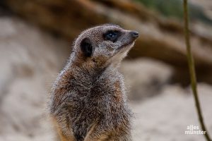 Lockdown im Allwetterzoo oder nicht? So oder so: Die Pflege der Tiere muss gewährleistet sein. (Archivbild: Stephan Günther)