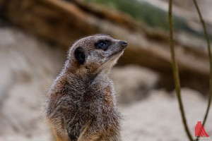 Erdmännchen und ALLES MÜNSTER Maskottchen Gerd. (Foto: sg)