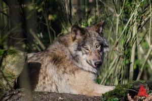 Im Allwetterzoo leben nun auch fünf Timberwölfe. (Foto: th)