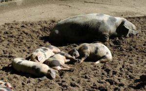 Münster darf vorerst locker bleiben. So ein Schwein haben nicht längst alle. (Foto: CC0)