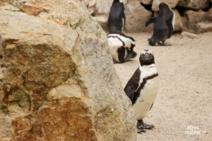 Ist das Patenpinguin Clemens August? (Foto: Sebastian Rohling)