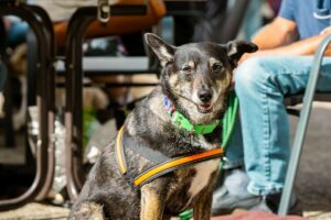 Die Tierfreunde feiern ihr Sommerfest in ihrem Tierheim in Handorf. (Foto: Tierfreunde Münster)