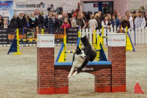 Hundesport - ein großes Thema auf der DogLive. (Foto: th)