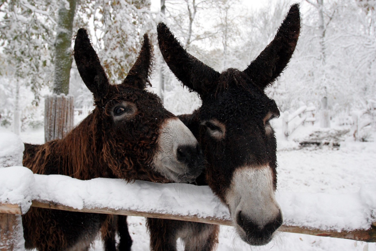 Auch die Poitou-Esel freuen sich auf den Nikolaus. (Foto: Allwetterzoo)